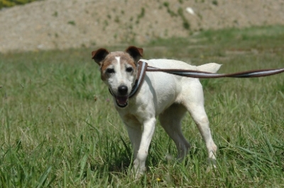 RITA  -  croisée Fox  11 ans  -  REFUGE  DE  BAYONNE  (64) Adopte25