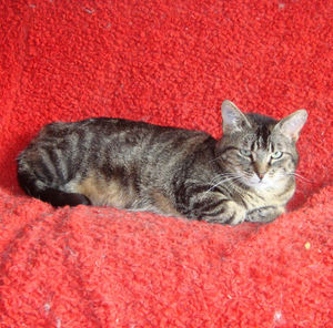 GRISETTE  -  chat commun  10 ans  -  SPA  DE  MOREE  (41) Anm_p117