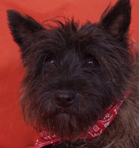 CIKA  -  Cairn Terrier  5 ans 1/2  -  SPA  D'HERMERAY  (78) Anm_p186