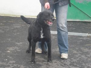 PRINCE  -  croisé Labrador  4 ans  -  SPA  DE  LUYNES  (37) Anm_p263