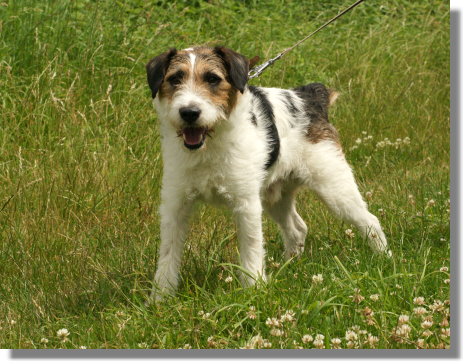 ARCO  -  croisé Fox Terrier  5 ans  -  REFUGE  DE  NARGIS  (45) Arco10