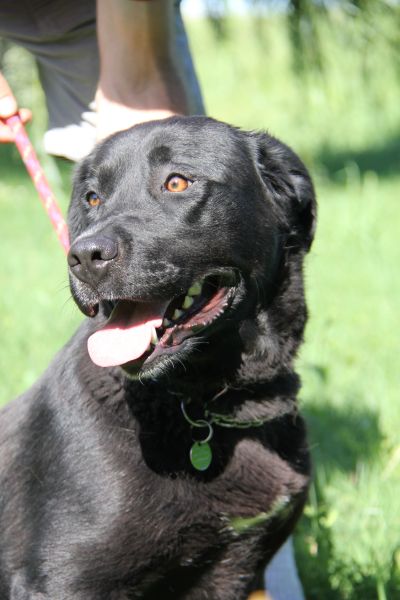 CELEMIA  -  croisée Labrador  3 ans  -  ASPA  DE  VALENCE  (26) Celemi12