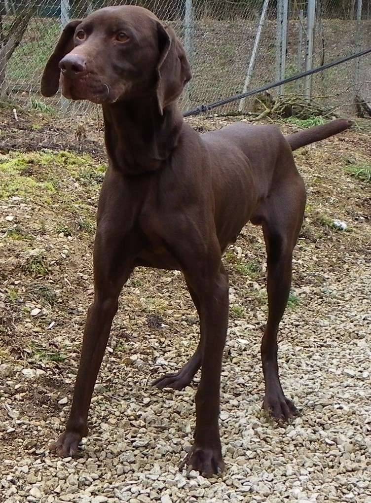 CHARLY  -  croisé Braque Allemand  5 ans  -  Refuge de Jouvence à MESSIGNY  (21) Charly10