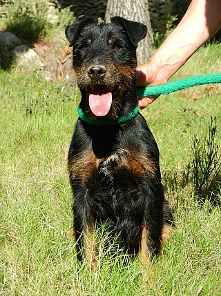 BENJI  -  Jagd Terrier  6 ans -  SPA  SALON  DE  PROVENCE  (13) Dscn3311