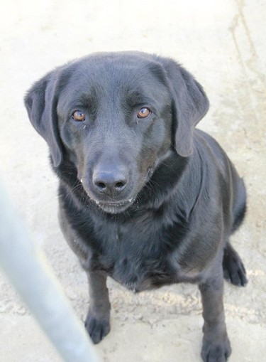 ERVINE  -  croisé Labrador  3 ans 1/2  -  LDAS  A  NEUVILLE  SUR  SARTHE  (72) Ervine10