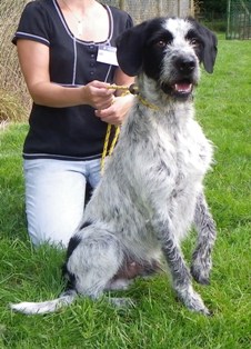 ESTY  -  croisé Griffon  3 ans  -  Refuge de Jouvence à MESSIGNY  (21) Esty2010