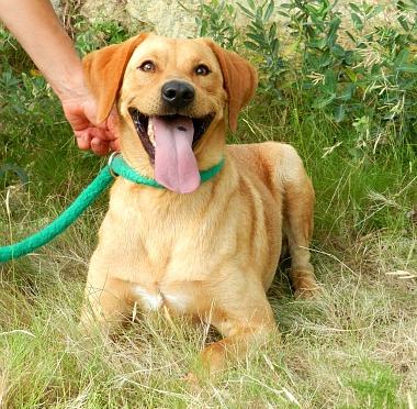 FOLK  -  x Labrador fauve 6 ans  (au moins 4 ans de refuge) -  SPA SALON DE PROVENCE  (13) Folk-310