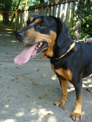 GUPPY  -  croisé Basset / Teckel  5 ans  -  SPA  DE  CHATEAU  MALO  (35) Guppi10