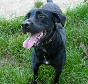 FLIP  -  croisé Labrador  2 ans 1/2  -  SPA  DE  LYON  MARENNES  (69) Ima_ph48