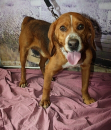 PARLEUR  -  Beagle  -  3 ans  -  SPA  DE  PLAISIR  (78) Imf_c172