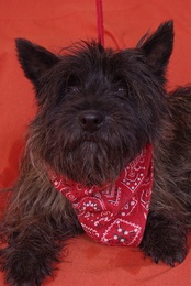 CIKA  -  Cairn Terrier  5 ans 1/2  -  SPA  D'HERMERAY  (78) Imf_c258