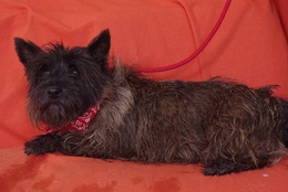 CIKA  -  Cairn Terrier  5 ans 1/2  -  SPA  D'HERMERAY  (78) Imf_c259