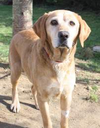 ARLETTY  -  croisée Labrador  4 ans  -  SPA  DE  CHAMARANDE  (91) Imf_co16