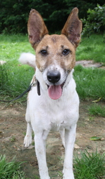 BIJOU  -  Fox Terrier    -  SPA  DE  CHAMARANDE  (91) Imf_co65