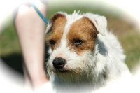 IDEFIX -  Fox Terrier  5 ans  -  SPA  LA  ROCHE  SUR  YON  (85) Imf_mo14
