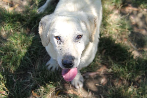 NEMO  croisé Labrador 8 ans  -  ASPA DE VALENCE (26) Nemo410