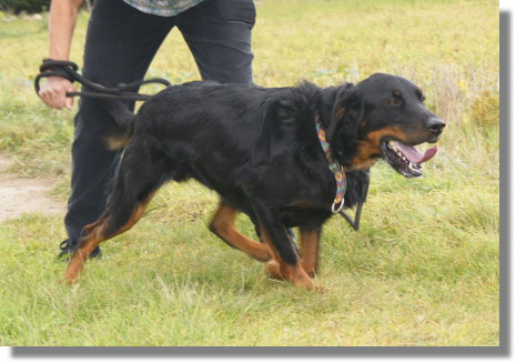 OXMO  -  Setter Gordon  4 ans  -  REFUGE  DE  NARGIS  (45) Oxmo_110