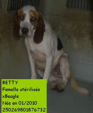 BETTY  -  croisée Beagle  2 ans 1/2  -  REFUGE DE L' ANGOUMOIS A MORNAC  (16) P1130910