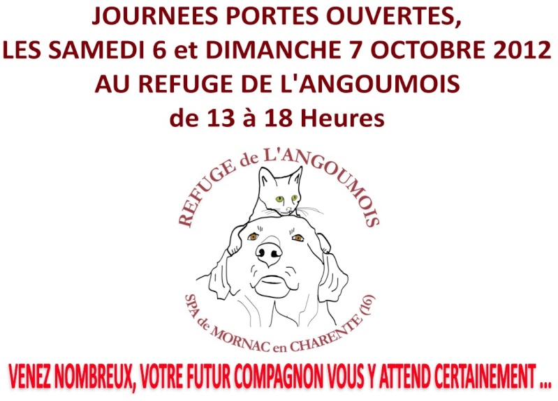 DOOPY  -  Griffon  6 ans  -  Refuge  de  L' ANGOUMOIS  A  MORNAC  (16) Po671019