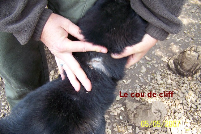 CLIFF  -  x Labrador/berger noir 14 ans (13 ans de refuge) -  AU BONHEUR DES 4 PATTES A  NIMES  (30) Refuge15