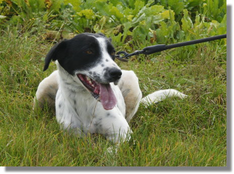 ROXY  -  croisée Dalmatienne / Braque  2 ans  -  REFUGE  DE  NARGIS  (45) Roxy_210