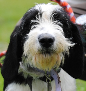 Bountie Croisée Griffon Basset 8 Mois Spa De Brugheas 03
