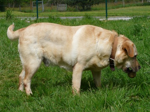 BALOU  -  Labrador  6 ans  -  SPA  DE  CHOLET  (49) Web_c111