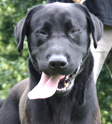 PHOENIX  -  croisé Labrador  2 ans  -  SPA DE  GENNEVILLIERS  (92) Web_c168