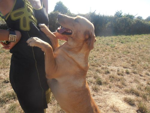 CITRONNELLE  -  Labrador  3 ans  -  SPA  CHATEAU  D' OLONNE  (85) Web_ch46