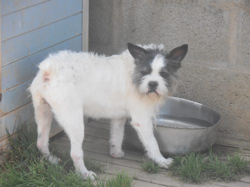 GLOBULE  -  croisé Bouldogue / Griffon  3 ans  -  SPA  CHATEAU  D' OLONNE  (85) Web_ch48