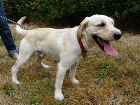 OLIVER  -  croisé Griffon / Labrador  10 mois  -  SPA  DE  CHOLET  (499 Web_ch66