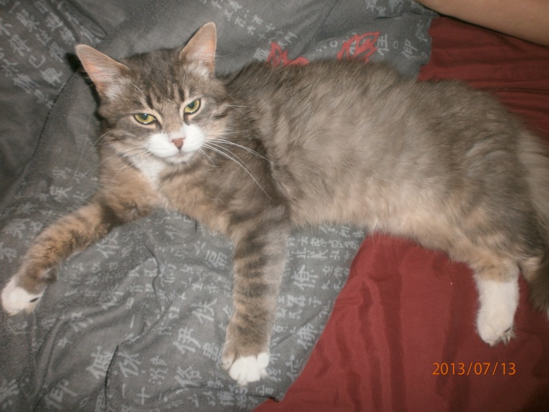 Apollon, magnifique chat typé angora, né le 01/01/2012 - Adopté dans le 78 (RP) P7130010