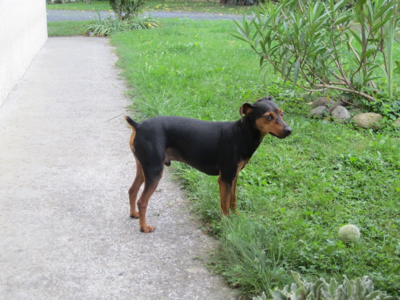 ADOPTE Doven, pinscher nain sympa de 4 ans, puce n°250269201007572 - Page 3 Beetho10