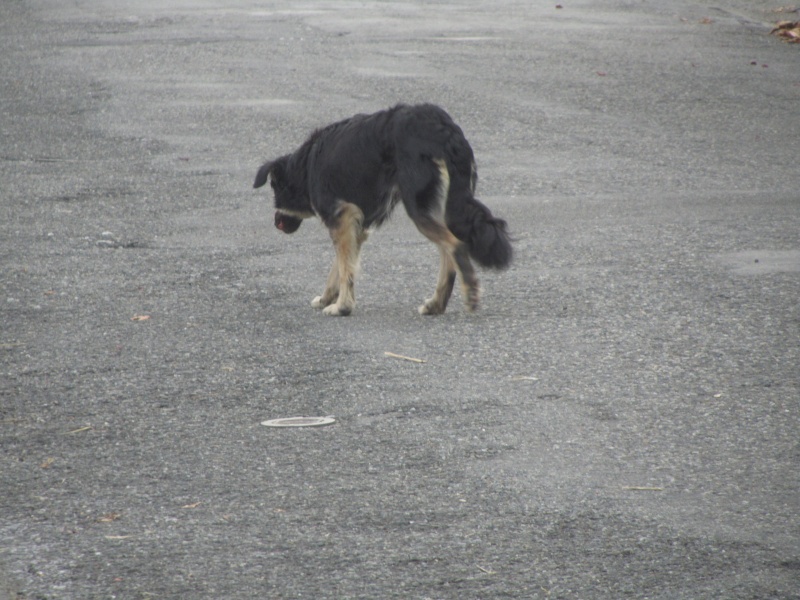 ça continue... cherche famille d'accueil pour petite chienne suite à abandon Img_2016