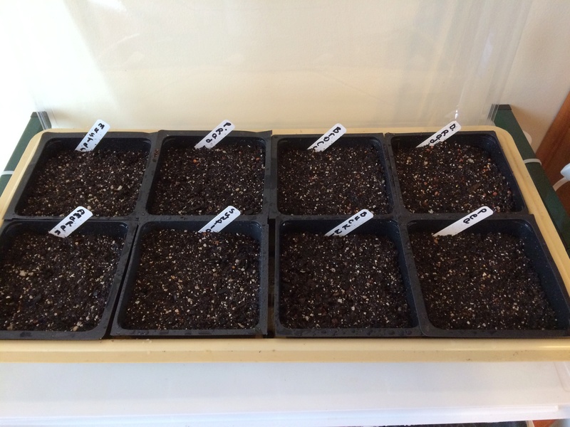Microgreens Gardening - Page 7 Microg10
