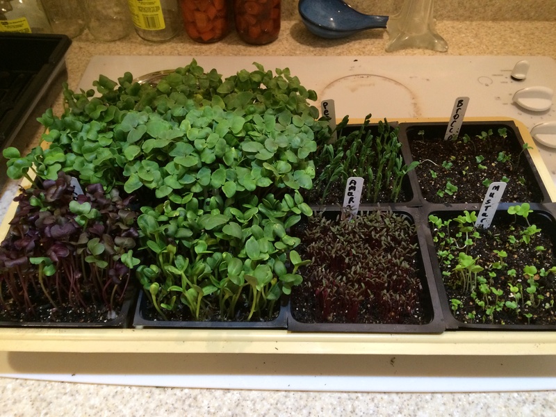 Microgreens Gardening - Page 7 Microg12