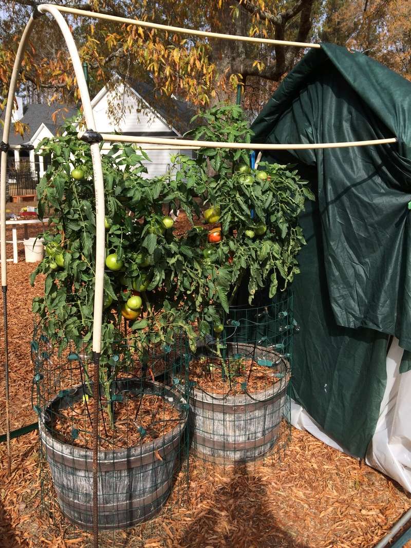 2016 SFG in Brooks, Ga - Page 11 Tomato12