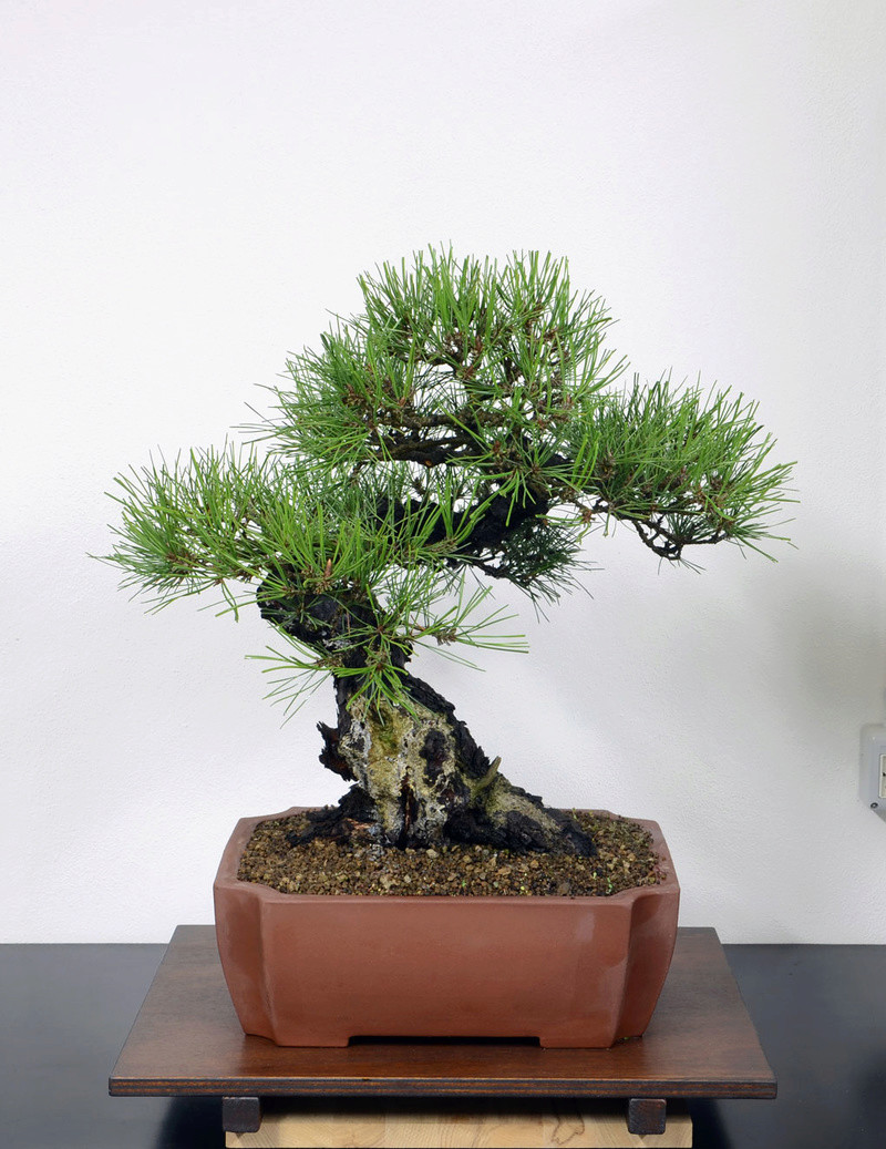 Pino Nero Giapponese - Pinus Thumbergii Fronte15