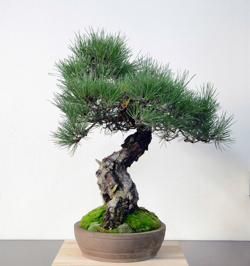 Pino Nero Giapponese - Pinus Thumbergii Lato-d10