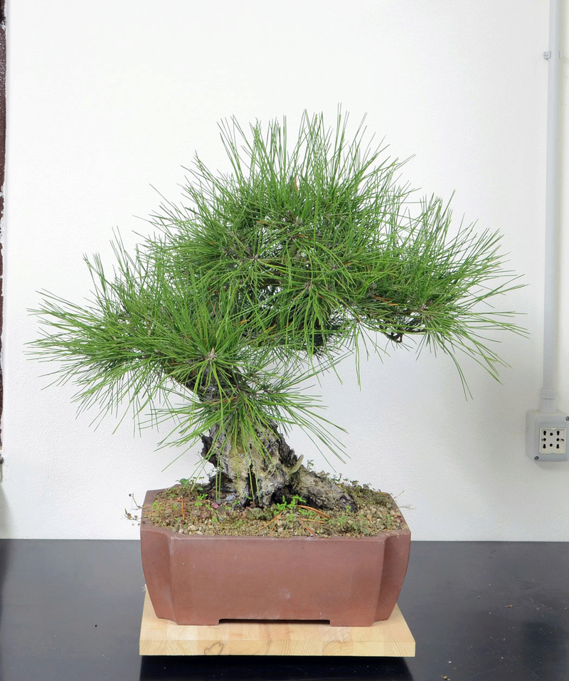 Pino Nero Giapponese - Pinus Thumbergii Pino-n10