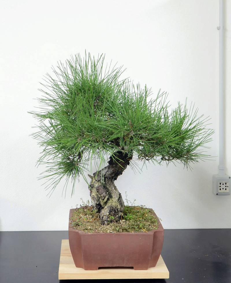Pino Nero Giapponese - Pinus Thumbergii Pino-n11