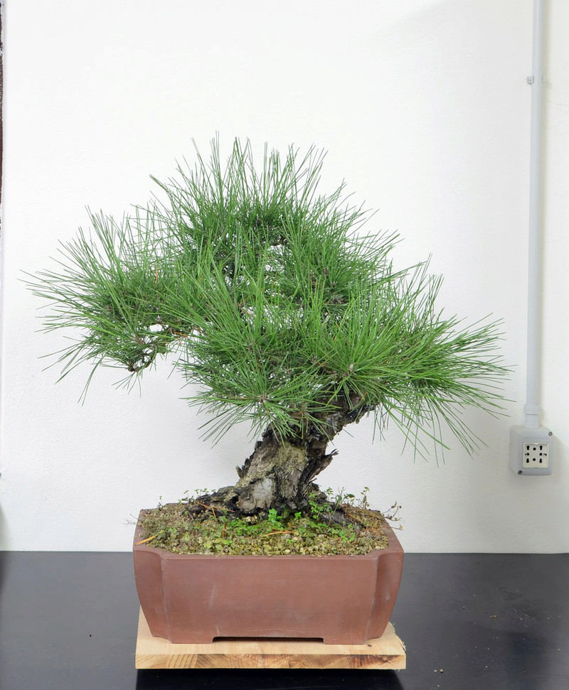 Pino Nero Giapponese - Pinus Thumbergii Pino-n12
