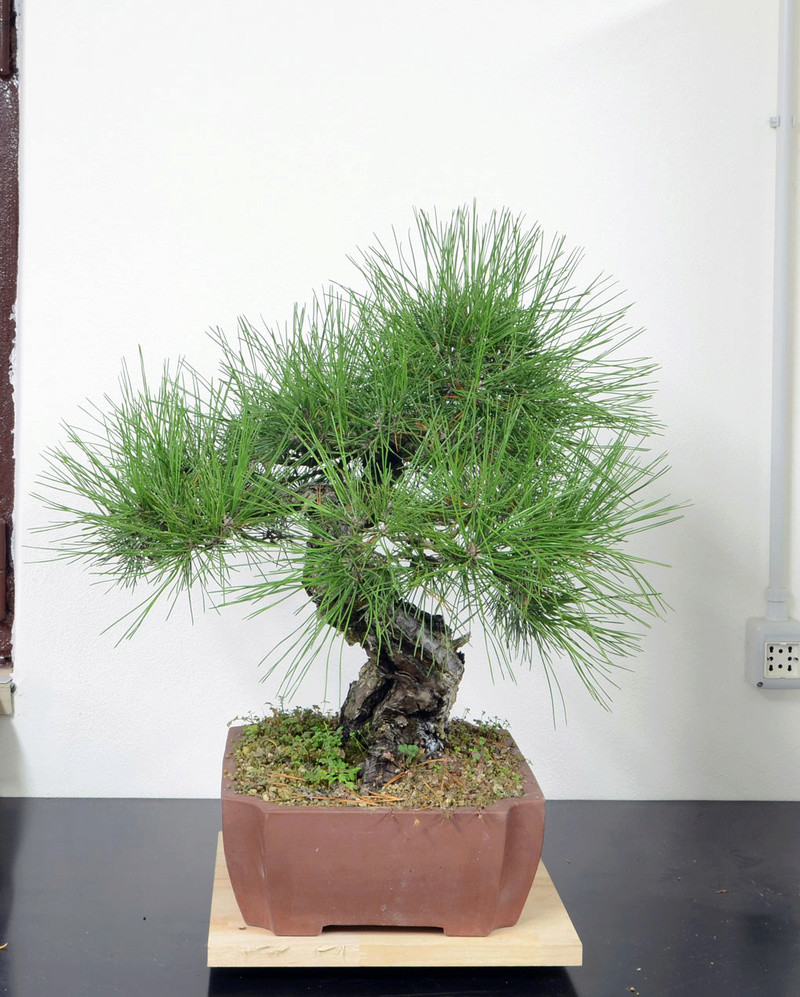 Pino Nero Giapponese - Pinus Thumbergii Pino-n13