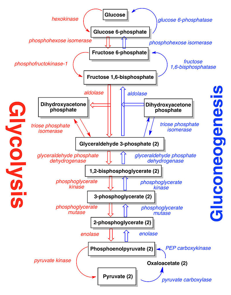 Where did Glucose come from in a prebiotic world ?  800px-10