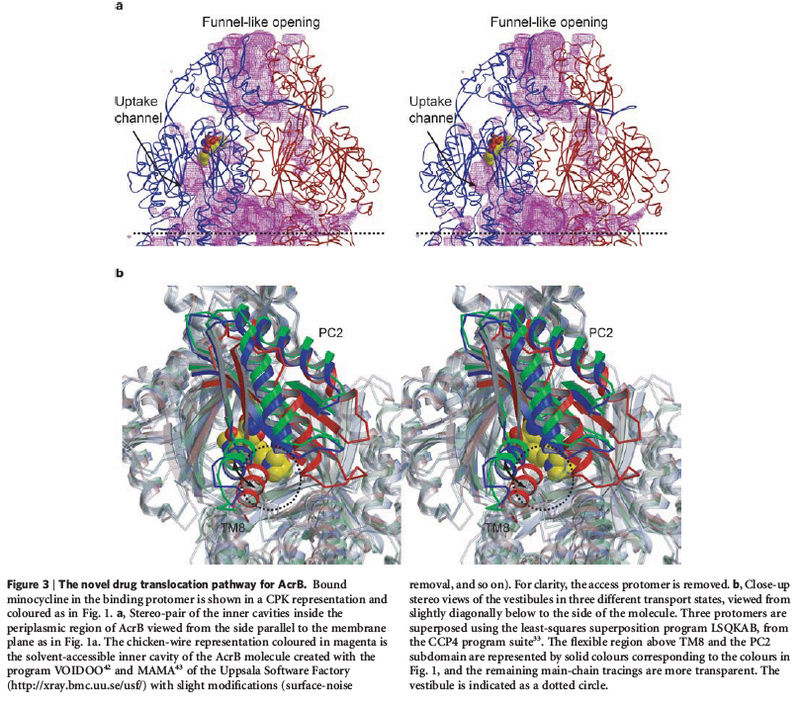 How Cell membrane proteins point to the requirement of planning, intelligence and design for their biosynthesis specific function, and insertion in the cell membrane Acrb_e18