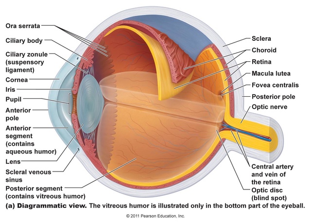 How the origin of the human eye is best explained through intelligent design Anatom10