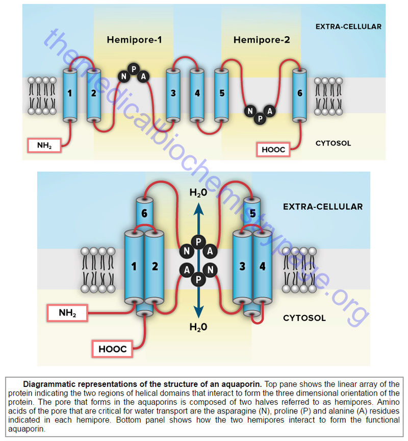 How Cell membrane proteins point to the requirement of planning, intelligence and design for their biosynthesis specific function, and insertion in the cell membrane Aquapo10