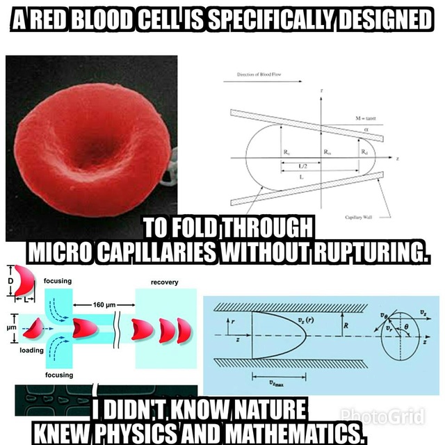 THE AMAZING HEMOGLOBIN MOLECULE Blood_10