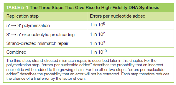 Error checking and  repair systems in the cell, amazing evidence of design Dna_re10