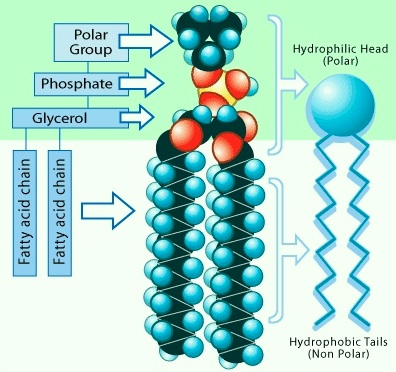 Biosynthesis of the cell membrane Fatty-11